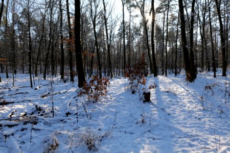 Grunewald with snow 2021-01-31 131