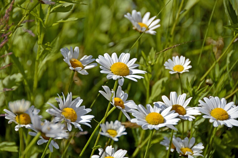 Bloom nature white
