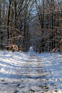 Grunewald with snow 2021-01-31 125