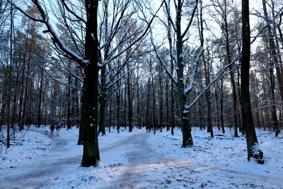Grunewald with snow 2021-01-31 139