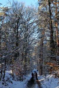 Grunewald with snow 2021-01-31 87