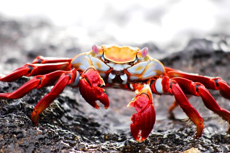 Ecuador wildlife island