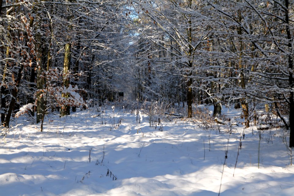 Grunewald with snow 2021-01-31 52