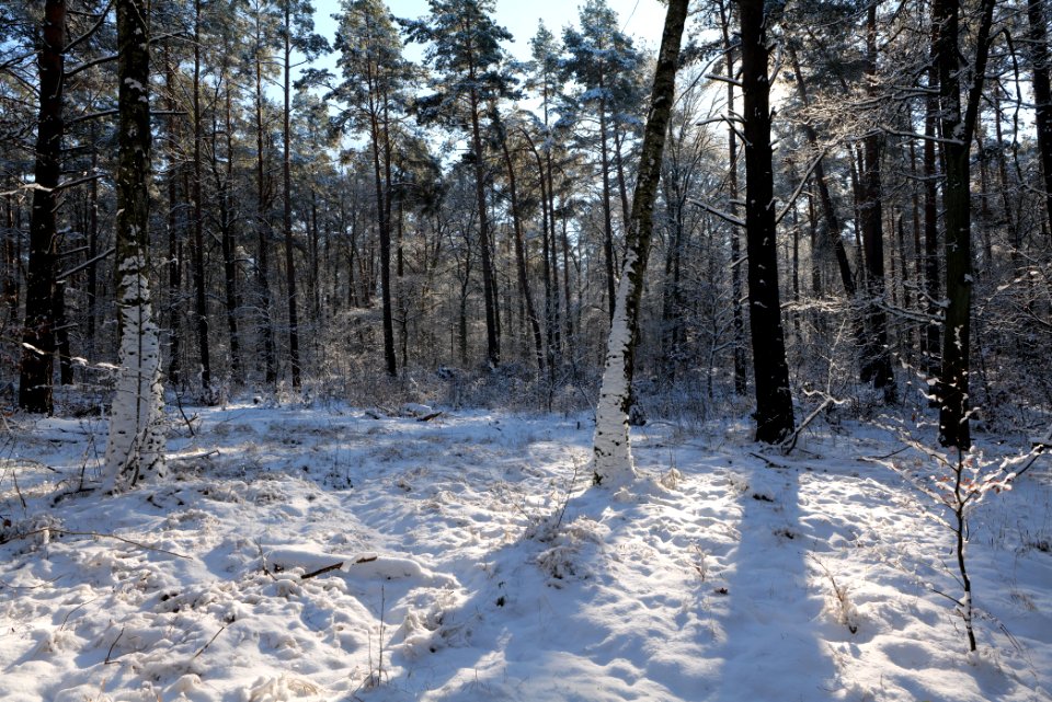 Grunewald with snow 2021-01-31 47