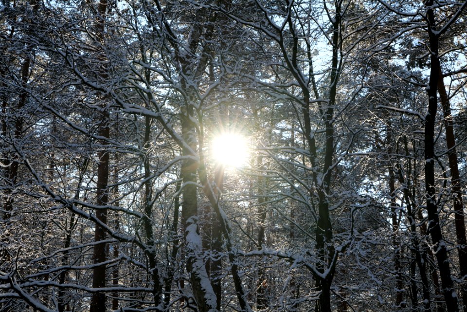 Grunewald with snow 2021-01-31 55