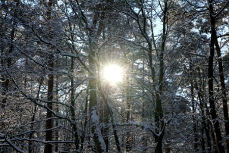 Grunewald with snow 2021-01-31 55