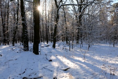 Grunewald with snow 2021-01-31 77