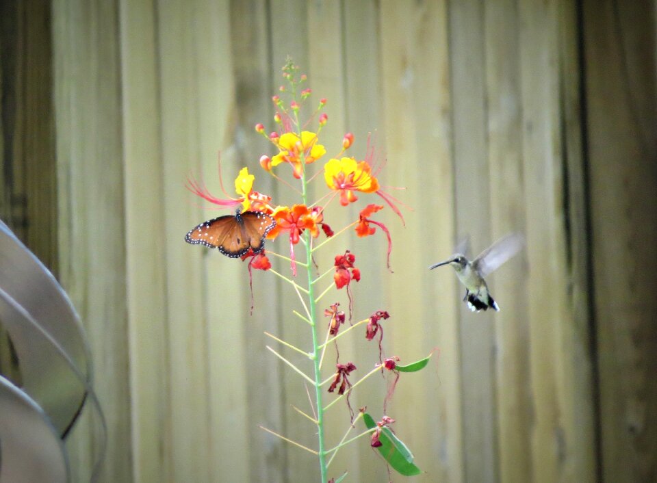 Orange yellow garden