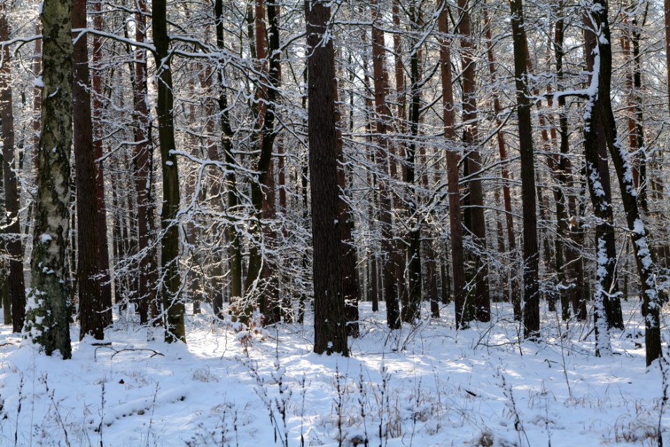 Grunewald with snow 2021-01-31 73