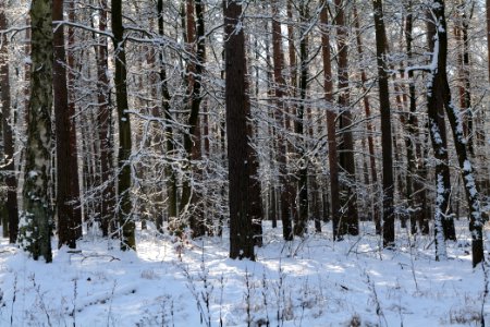 Grunewald with snow 2021-01-31 73