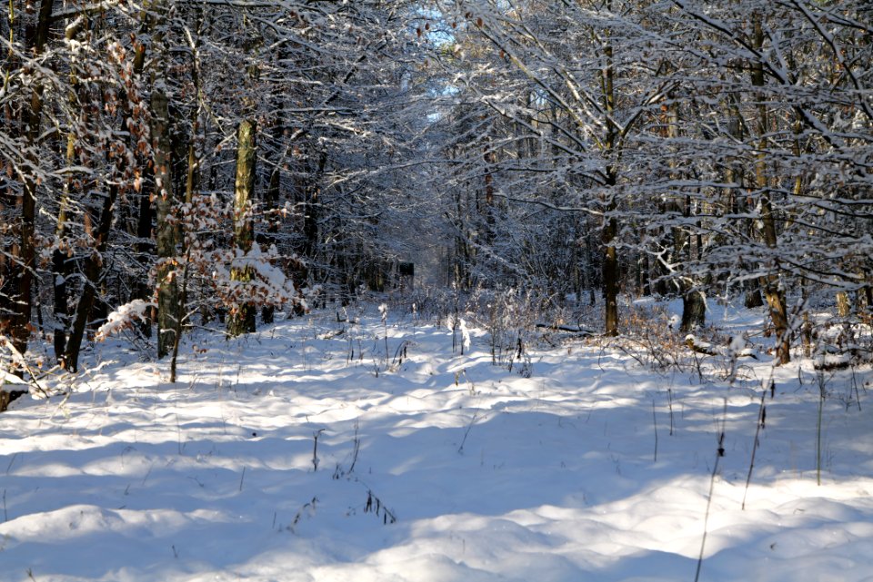 Grunewald with snow 2021-01-31 51