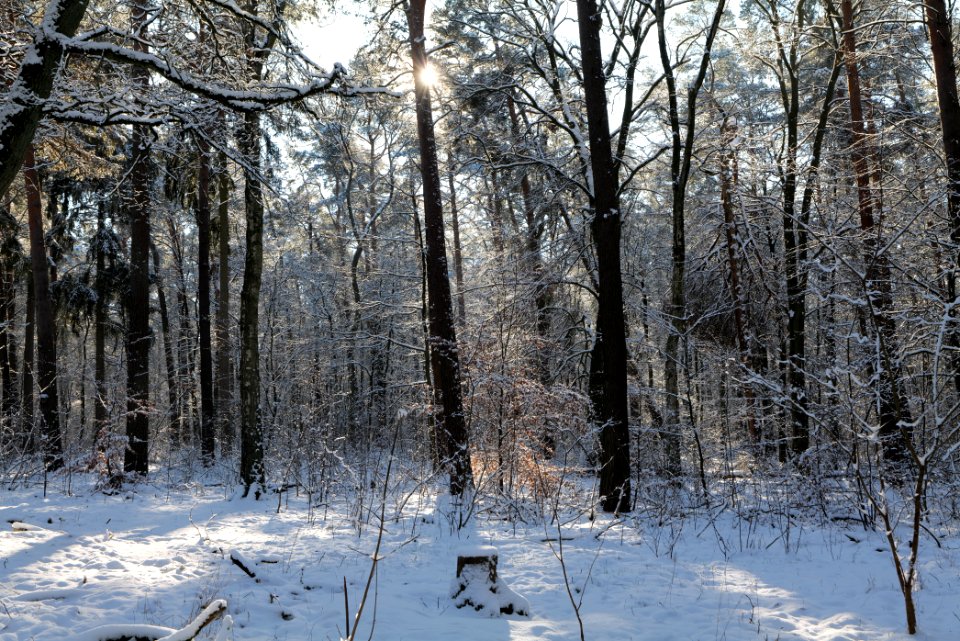 Grunewald with snow 2021-01-31 83