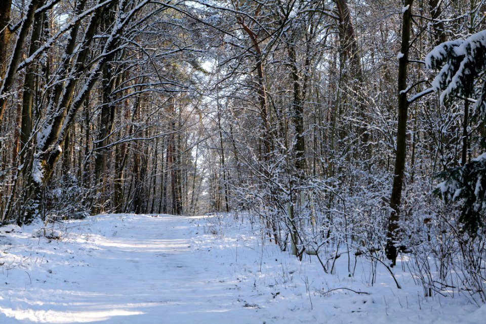 Grunewald with snow 2021-01-31 97
