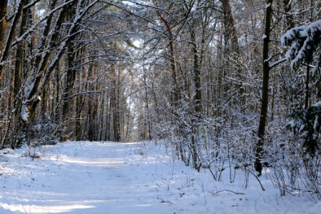 Grunewald with snow 2021-01-31 97