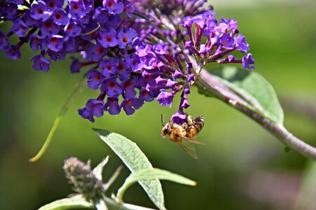 Summer lilac insect flight insect photo