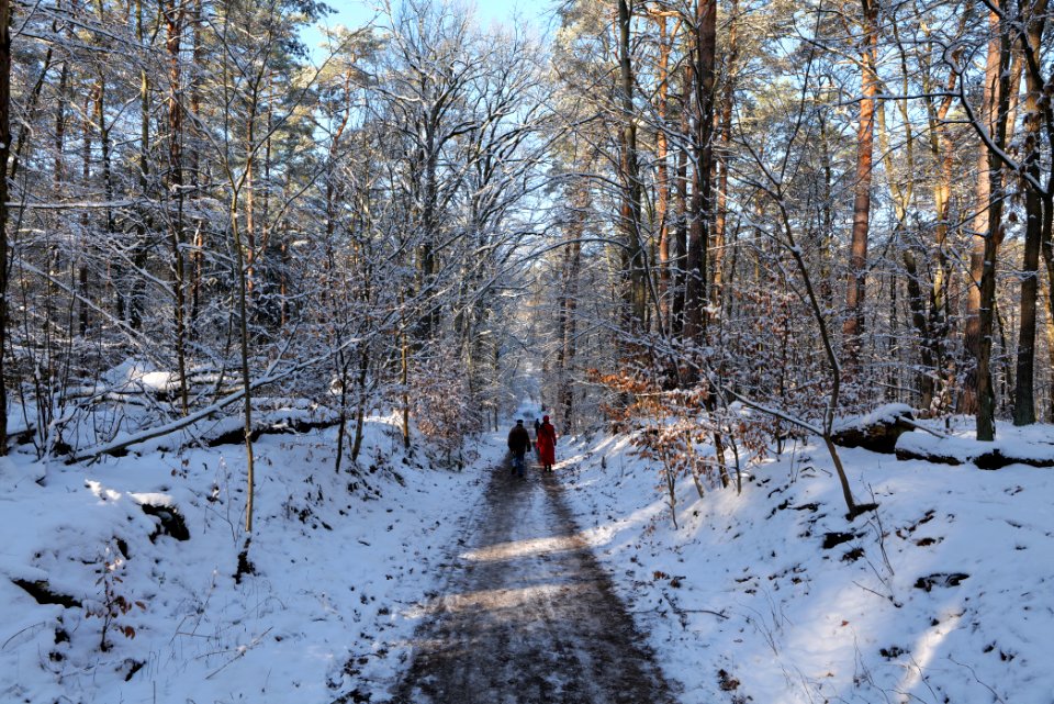 Grunewald with snow 2021-01-31 84