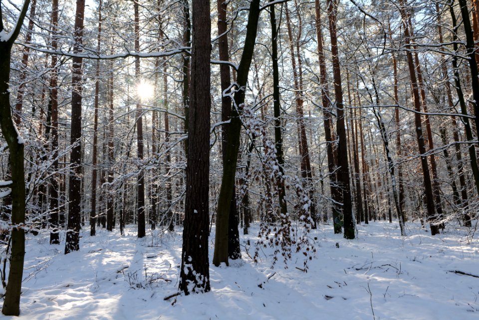 Grunewald with snow 2021-01-31 60