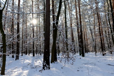 Grunewald with snow 2021-01-31 60