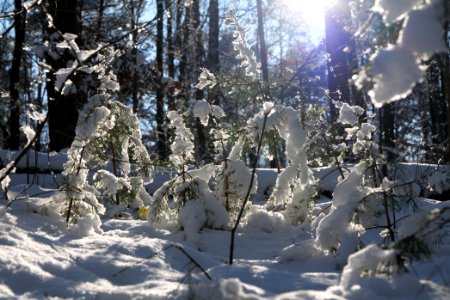 Grunewald with snow 2021-01-31 116