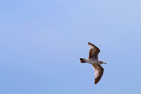 Sky blue seagull photo