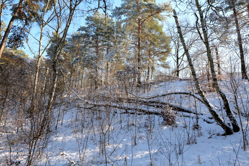 Grunewald with snow 2021-01-31 18