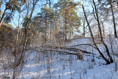 Grunewald with snow 2021-01-31 18