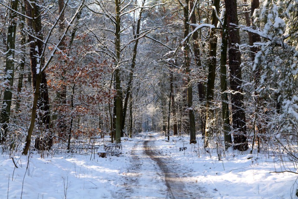 Grunewald with snow 2021-01-31 37