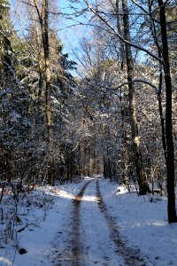 Grunewald with snow 2021-01-31 33