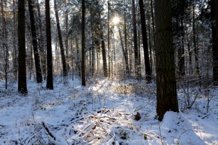 Grunewald with snow 2021-01-31 28