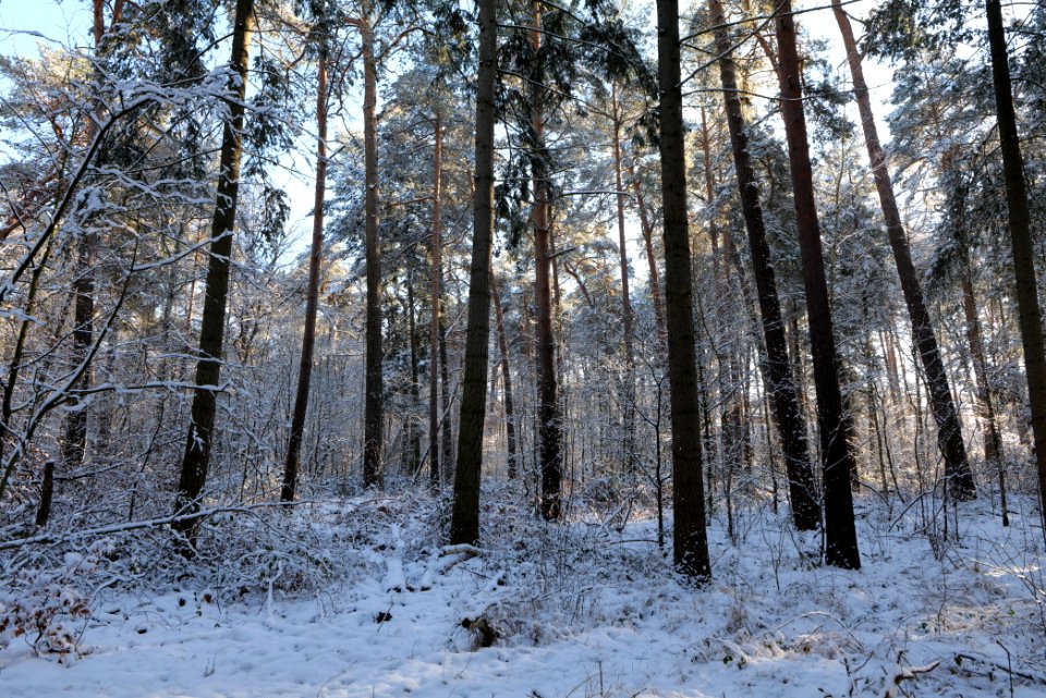 Grunewald with snow 2021-01-31 26