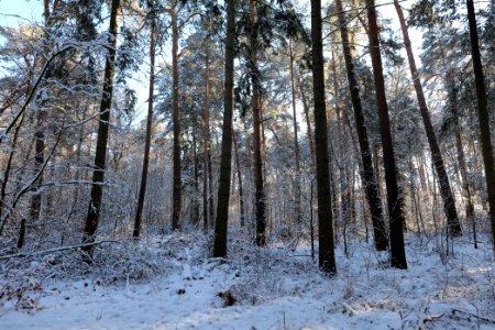 Grunewald with snow 2021-01-31 26