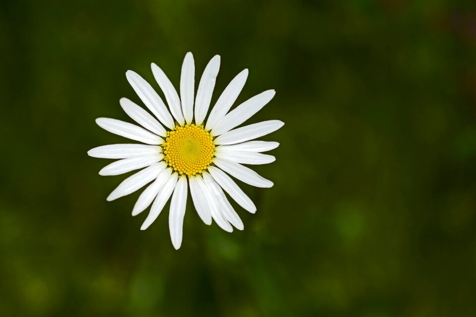 Bloom nature white