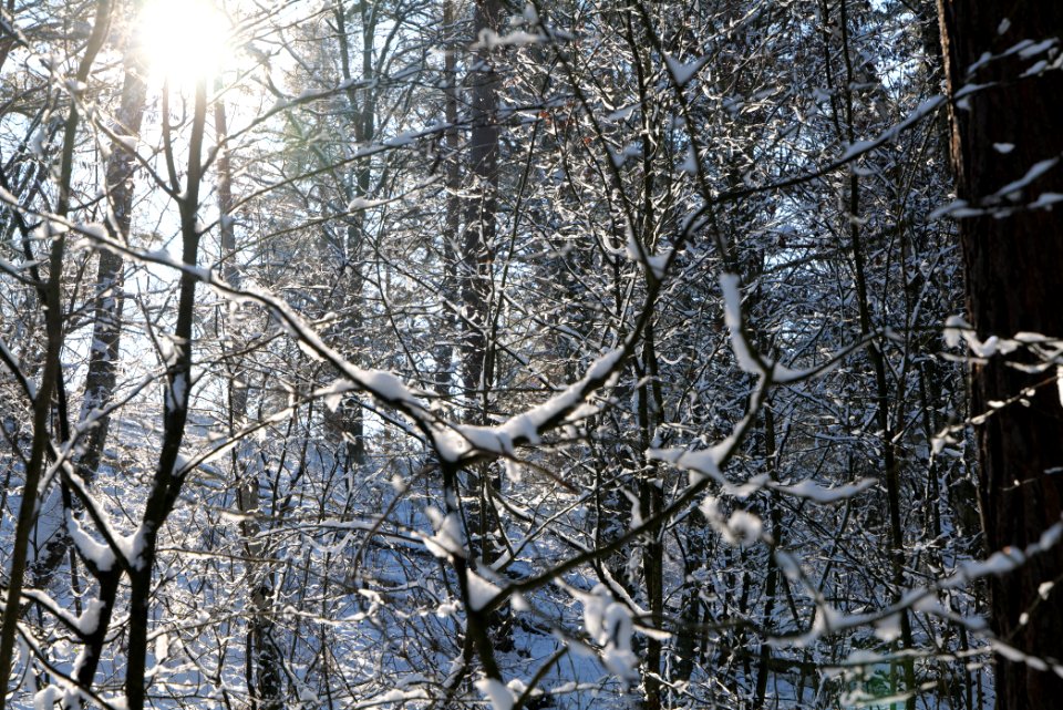Grunewald with snow 2021-01-31 17