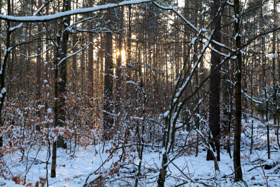 Grunewald with snow 2021-01-31 153