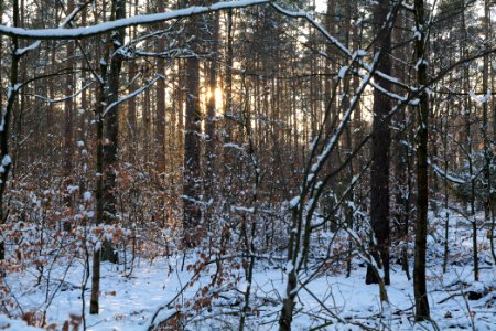 Grunewald with snow 2021-01-31 153