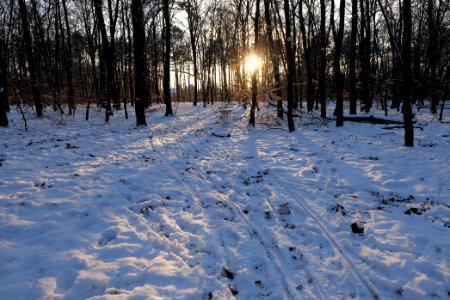 Grunewald with snow 2021-01-31 148