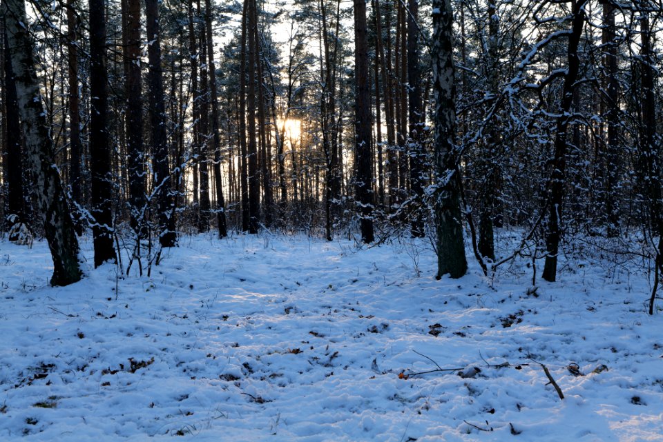 Grunewald with snow 2021-01-31 142