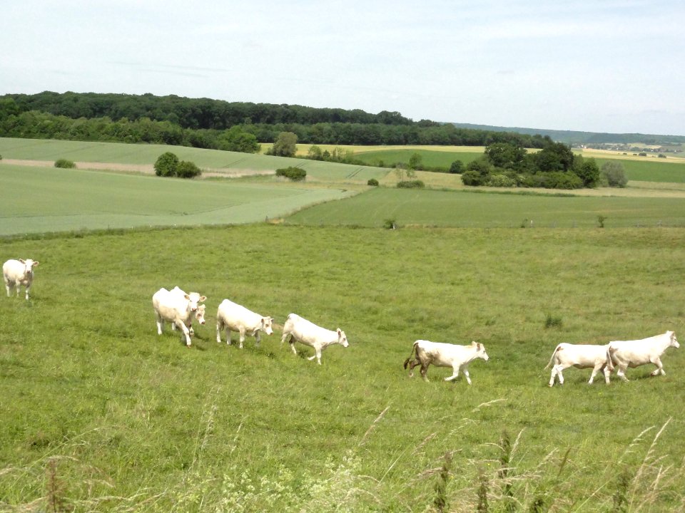 Guéblange-lès-Dieuze (Moselle) paysage avec vaches (01)