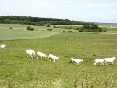 Guéblange-lès-Dieuze (Moselle) paysage avec vaches (01)