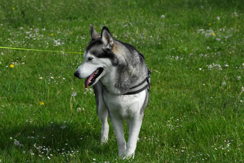 Snow dog grass leash
