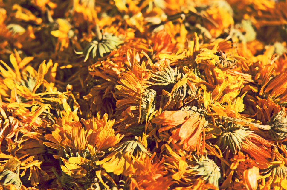 Plant yellow nature