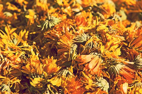 Plant yellow nature