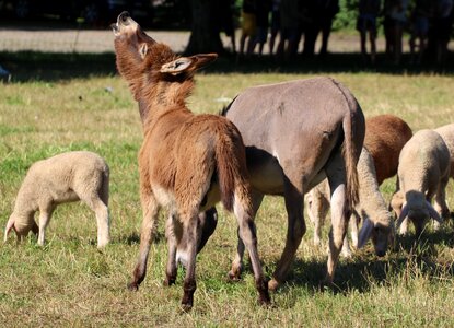 Young ass sheep dog eared