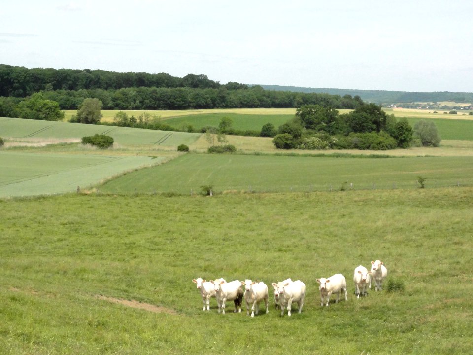Guéblange-lès-Dieuze (Moselle) paysage avec vaches (02)