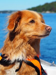 Dog boat retriever photo