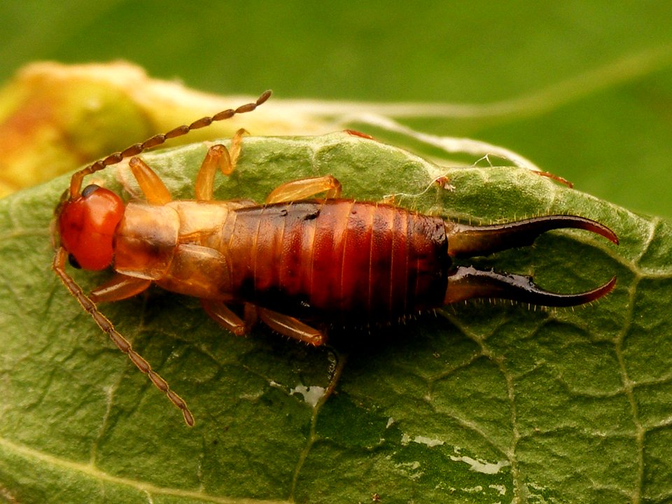 Guanchia male imago 20150803 067