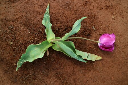 Green soil ground