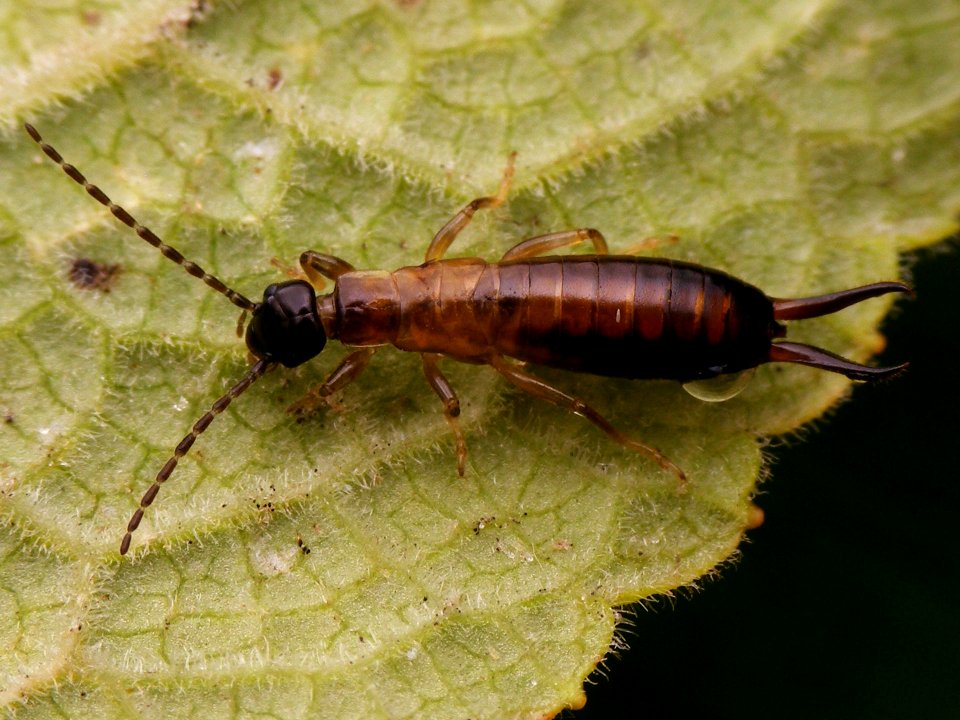 Guanchia male final instar nymph 20150724 321