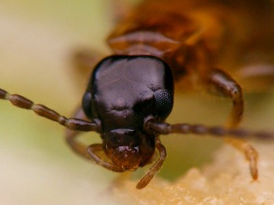 Guanchia male final instar nymph 20150724 357