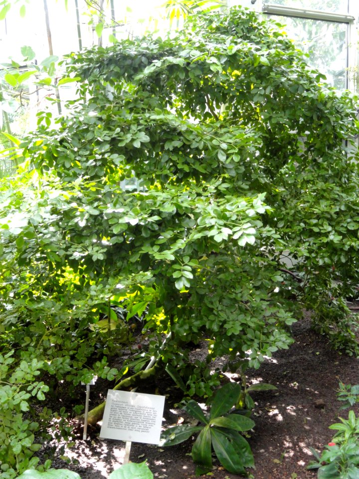 Guaiacum officinale - Palmengarten Frankfurt - DSC01819